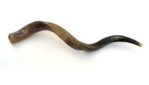 Large Kudu Shofar fully polished - Touching His Hem