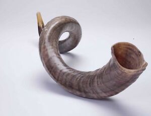 Large Kudu Shofar fully polished - Touching His Hem
