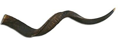Large Kudu Shofar fully polished - Touching His Hem