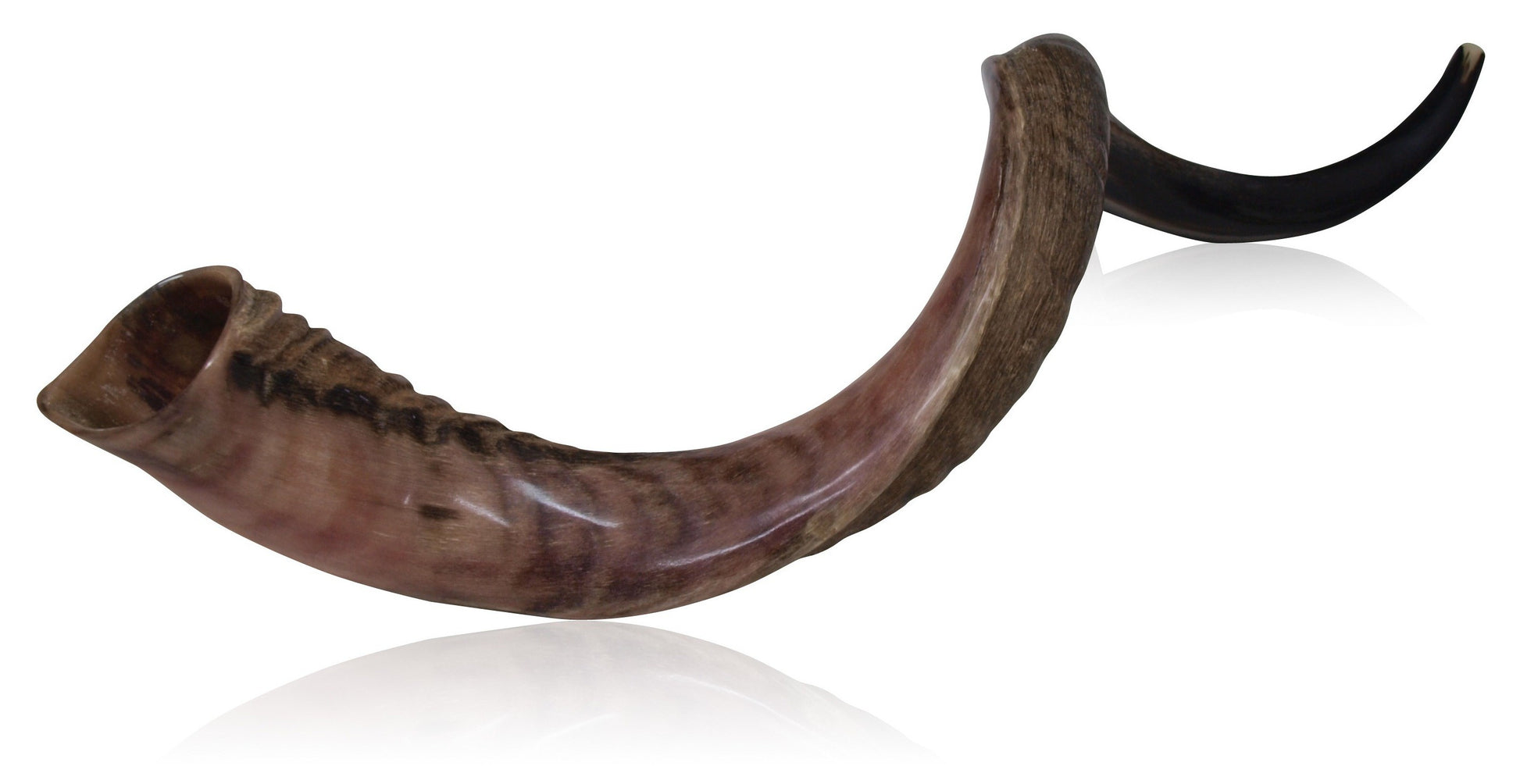 Large Kudu Shofar fully polished - Touching His Hem