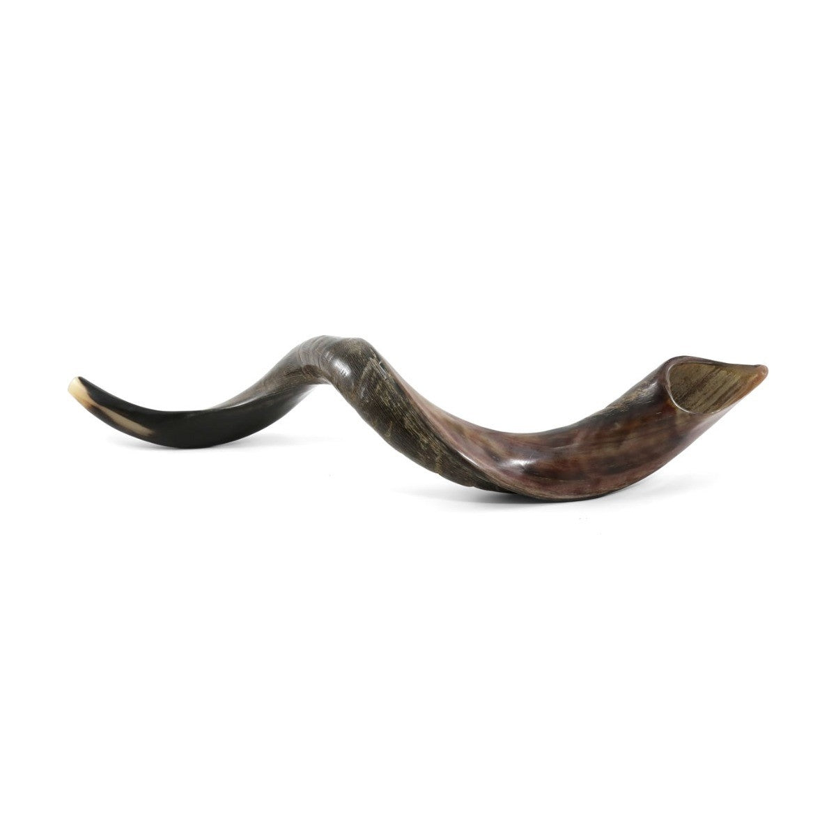 Small Kudu Shofar Half Polished - Touching His Hem