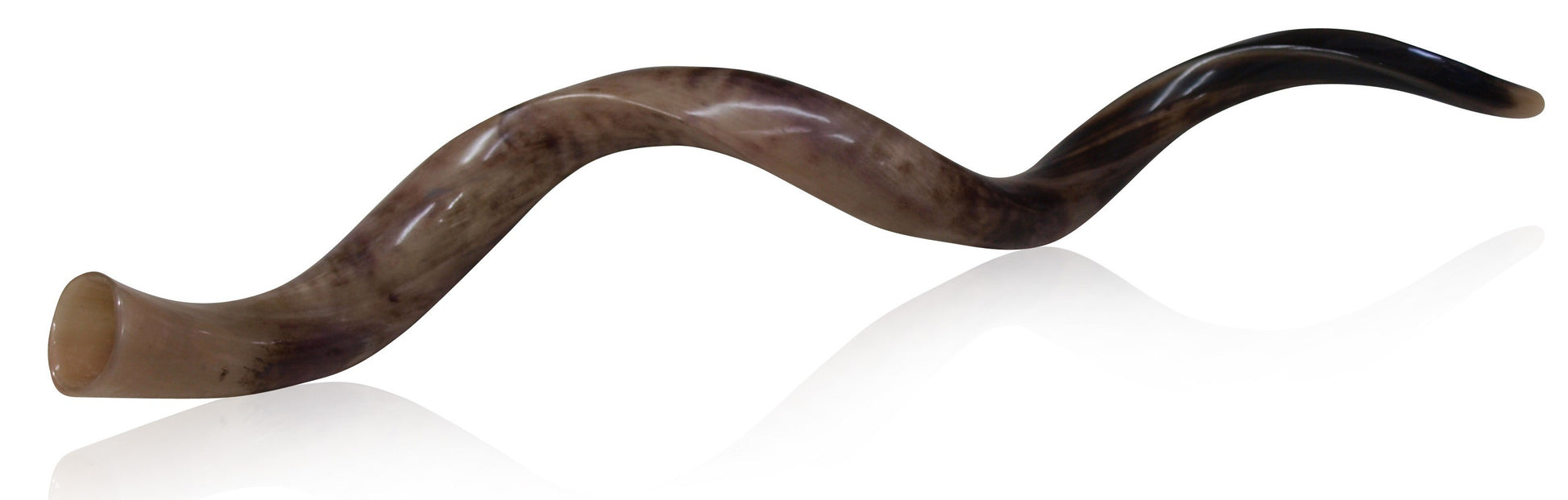 Large Kudu Shofar fully polished - Touching His Hem